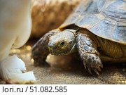 A domestic land turtle. Exotic animals at home. A petting zoo at a children's party. Стоковое фото, фотограф Наталия Кирсанова / Фотобанк Лори