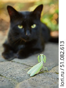 Insect mantis and animal cat. Стоковое фото, фотограф Наталия Кирсанова / Фотобанк Лори