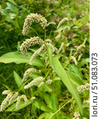 Горец пятнистый (Горец почечуйный, Persicaria maculosa) Стоковое фото, фотограф Щеголева Ольга / Фотобанк Лори