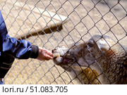 A child's hand feeds an animal sheep near a wire enclosure in a zoo close-up. Стоковое фото, фотограф lyudmila Soloveva / Фотобанк Лори