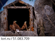 A family of hawks and eagles in a stone cave in the wild. Стоковое фото, фотограф lyudmila Soloveva / Фотобанк Лори