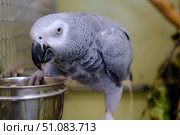 A large gray beautiful parrot with silver plumage looks at the camera with bright eyes. Стоковое фото, фотограф lyudmila Soloveva / Фотобанк Лори