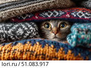 Tabby cat hiding under warm blanket at home. Cute pet. Hide and seek. Furry cat nestling between soft knitted sweaters, relaxing in comfortable hiding spot. Feline muzzle peeks out from under blanket. Стоковое AI-изображение, AI-художник Марина Демидюк / Фотобанк Лори