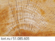 Макросъёмка спила большого дерева как фон. Macro view of a closeup of a large stump. Стоковое фото, фотограф Татьяна Д / Фотобанк Лори