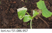 Dying cucumber seedling. Yellow wilted sprouts branch. Rotten. Crop failure. Disease of agricultural plants. Spotted yellowed diseased leaf. Leaves Infection. Sunburn. Vegetables Cultivation problems. Стоковое видео, видеограф Марина Демидюк / Фотобанк Лори