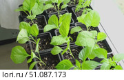 Vegetables seedlings. Young plants sprout growing in seed trays, in pots indoor. Early plant development. Green Tomato, pepper plant recently germinated and ready for thinning. Home gardening concept. Стоковое видео, видеограф Марина Демидюк / Фотобанк Лори