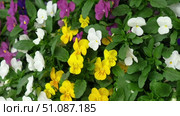 Wild pansies, Viola Tricolor, also known as Johnny Jump Up. Many Purple and Yellow Flowers. Pansies on a Backyard. Landscaping in Green Home Garden. Landscape Design with Flower beds in Summer. Стоковое видео, видеограф Марина Демидюк / Фотобанк Лори
