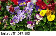 Wild pansies, Viola Tricolor, also known as Johnny Jump Up. Many Purple and Yellow Flowers. Pansies on a Backyard. Landscaping in Green Home Garden. Landscape Design with Flower beds in Summer. Стоковое видео, видеограф Марина Демидюк / Фотобанк Лори
