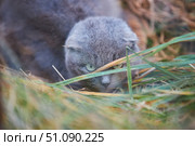 A gray cat with lop-eared ears hides in the grass. Pets. The beast is on the hunt. Стоковое фото, фотограф Наталия Кирсанова / Фотобанк Лори