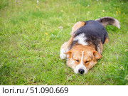 sleeping dog on a green lawn, copy space, Mongrel dog enjoying a peaceful moment on lush green grass in a sunny outdoor setting with a friend nearby. Стоковое фото, фотограф Владимир Разгуляев / Фотобанк Лори