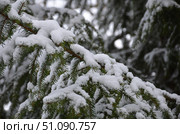 Short needles of a fir tree. Стоковое фото, фотограф Andrew_Swarga / Фотобанк Лори
