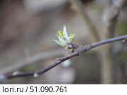New green leaves on an apple tree. Стоковое фото, фотограф Andrew_Swarga / Фотобанк Лори