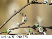 New green leaves on an apple tree. Стоковое фото, фотограф Andrew_Swarga / Фотобанк Лори