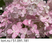 Pink hydrangea flowers in full bloom. Full frame floral background. Стоковое фото, фотограф Лариса Потехина / Фотобанк Лори