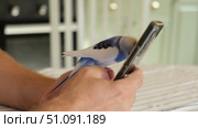 Budgerigar playing with handsome man. Cute Budgie. Funny blue purple parakeet sitting on smartphone. Domestic Animals and gadgets. Pet and phone. Friendship, relationship with Pets. Humor. Technology. Стоковое видео, видеограф Марина Демидюк / Фотобанк Лори