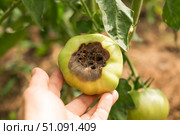 Treatment of tomatoes from blossom-end rot. The farmer sprays the plants. Plant diseases. Стоковое фото, фотограф Светлана Акифьева / Фотобанк Лори