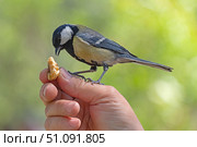 Птица синица сидит на руке и ест грецкий орех. A titmouse bird sits on a hand and eats a walnut. Стоковое фото, фотограф Татьяна Д / Фотобанк Лори