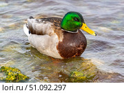 Красивая утка плавает в воде озера. A beautiful duck swims in the water of the lake. Стоковое фото, фотограф Татьяна Д / Фотобанк Лори