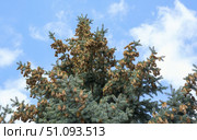 Красивые молодые жёлтые ёлочные шишки. Beautiful cones on a spruce branch. Стоковое фото, фотограф Татьяна Д / Фотобанк Лори