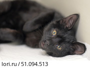 A black cat lies on its side on a white blanket, looking at the camera with a quiet, slightly tired expression. Its posture is relaxed, its ears are forward, and its eyes are slightly open. The light is soft and the background is neutral, which creates a focus on the animal itself. The photo conveys an atmosphere of privacy, calm and fragility. Ideal for themes related to animal care, restoration, medicine or shelters. Стоковое фото, фотограф Анна Кривицкая / Фотобанк Лори