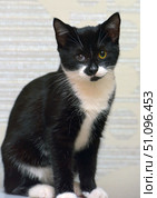 A black and white cat with an unusual appearance. Its fur is smooth and shiny: the main color is black, with a white chest, paws and a spot on the muzzle. The cat has an expressive face with an asymmetrical fur pattern, as well as a noticeable difference in the eyes - one looks healthy and golden, the other is cloudy, which gives the image a special touchingness and uniqueness. The animal sits upright, posing against the background of a light wall with a geometric pattern. The atmosphere of the frame is calm and trusting, conveying the beauty and individuality of each pet. Стоковое фото, фотограф Анна Кривицкая / Фотобанк Лори