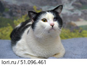 A black and white cat with an expressive appearance. Its fur is short and thick, the main color is white, with large black spots on the head, back and tail. The left side of the muzzle and ear are black, the right is white, which creates a contrasting color. The animal's peculiarity is the eye - one of them is yellow and clear, and the second is cloudy, which gives the cat a unique and memorable look. The cat lies on a soft blanket, bending its paws under itself, and calmly looks forward. The background with a blurred image of nature emphasizes the animal and makes the photo expressive. The photo conveys the character and individuality of the pet. Стоковое фото, фотограф Анна Кривицкая / Фотобанк Лори