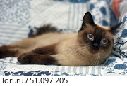 A colorpoint cat lying on a blue floral patterned blanket. The animal has light beige fur with dark paws, muzzle and ears. The large blue eyes stand out especially expressively, giving the cat a surprised and at the same time gentle look. The cat looks straight into the camera, creating a sense of contact with the observer. The atmosphere of the photo is calm and homely, it is perfect for illustrations about caring for pets, comfort and love for animals. Стоковое фото, фотограф Анна Кривицкая / Фотобанк Лори