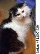 Fluffy black and white cat with expressive yellow eyes. The animal is sitting on the floor and slightly tilted its head, creating the impression of thoughtfulness or curiosity. The fur is thick and soft, the contrast between the white and black color emphasizes the expressiveness of the silhouette. In the background, you can see details of the home environment: plastic containers and some furniture. The atmosphere of the photo is homey and cozy, emphasizing the individuality of the pet and the warmth of communication with animals. Стоковое фото, фотограф Анна Кривицкая / Фотобанк Лори
