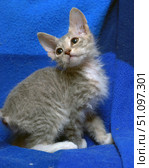 A rare breed kitten with short wavy gray fur and white paws. The animal sits against a bright blue blanket, slightly tilting its head and looking up with curiosity and attention. The kitten has large ears, expressive eyes and a graceful build. Its fur has a soft texture and characteristic curl, which makes the image unusual and attractive. The photo conveys an atmosphere of tenderness, interest and touching defenselessness of a small pet. Стоковое фото, фотограф Анна Кривицкая / Фотобанк Лори