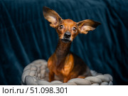 Funny dog portrait with big ears and tilted head, cute miniature pinscher sitting in cozy basket, adorable small brown puppy with curious expression at home. Стоковое фото, фотограф Павел Муравьев / Фотобанк Лори