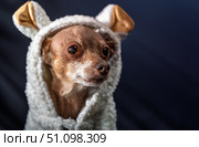 Cute dog in funny sheep costume, adorable miniature pinscher wearing white fluffy hoodie with ears, halloween or party concept for pets, dark background. Стоковое фото, фотограф Павел Муравьев / Фотобанк Лори