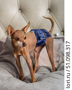 Cute dog russian toy terrier wearing a denim diaper, small puppy in hygiene pants for estrus or incontinence, special pet care products theme. Стоковое фото, фотограф Павел Муравьев / Фотобанк Лори