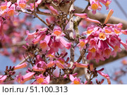 Flowering pink lapacho or pink trumpet tree (lat.- Tabebuia impetiginosa) Стоковое фото, фотограф Irina Opachevsky / Фотобанк Лори