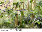 European hop-hornbeam (lat.- Ostrya carpinifolia) Стоковое фото, фотограф Irina Opachevsky / Фотобанк Лори