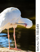 White African spoonbill preening its feathers on the shore of a pond under bright sunlight, showcasing its elegant plumage and vibrant pink legs. Стоковое фото, фотограф Данил Руденко / Фотобанк Лори