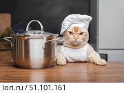Burmese cat dressed as a chef with a saucepan in the kitchen. Стоковое фото, фотограф Светлана Султанаева / Фотобанк Лори