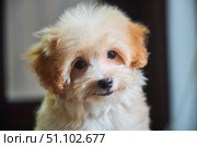 Maltese lapdog and poodle puppy. A new breed of miniature dogs. Dog breeding and cynology. Стоковое фото, фотограф Наталия Кирсанова / Фотобанк Лори