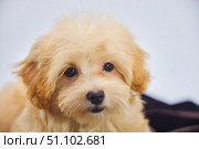 Maltese lapdog and poodle puppy. A new breed of miniature dogs. Dog breeding and cynology. Стоковое фото, фотограф Наталия Кирсанова / Фотобанк Лори