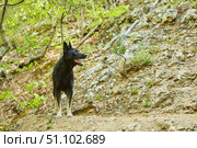 The German Shepherd dog is black. Pets are human helpers in guarding the house and grazing sheep. Стоковое фото, фотограф Наталия Кирсанова / Фотобанк Лори