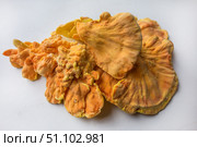 Куриный гриб, гриб трутовик серно-жёлтый Laetiporus sulphureus — трутовик, растущий на деревьях. Его также называют трутовиком сернистым. Изолированный на белом фоне с тенями.Chicken of the woods (Laetiporus sulphureus), close-up. Isolated on white background with shadows. Стоковое фото, фотограф Iva Noel / Фотобанк Лори