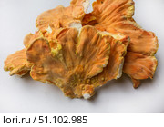 Куриный гриб, гриб трутовик серно-жёлтый Laetiporus sulphureus — трутовик, растущий на деревьях. Его также называют трутовиком сернистым. Изолированный на белом фоне с тенями.Chicken of the woods (Laetiporus sulphureus), close-up. Isolated on white background with shadows. Стоковое фото, фотограф Iva Noel / Фотобанк Лори