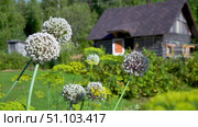 Лук и укроп цветут на грядке в деревне на фоне старой деревянной бани летом. Редакционное видео, видеограф Sergei Gorin / Фотобанк Лори