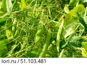 Стручки гороха. Pea pods. Стоковое фото, фотограф Роман Лукьянов / Фотобанк Лори
