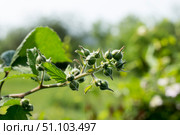Бутоны на ежевике.Buds on blackberries. Стоковое фото, фотограф Роман Лукьянов / Фотобанк Лори