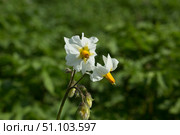 Цветущая картошка на огороде. Blooming potatoes in the garden. Стоковое фото, фотограф Роман Лукьянов / Фотобанк Лори