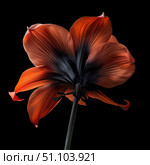 Orange amaryllis flower blooming showing petals and stem on black background. Стоковое AI-изображение, AI-художник Иван Рябоконь / Фотобанк Лори