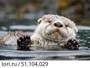 Cute sea otter pup floating and showing paws in water. Стоковое AI-изображение, AI-художник Иван Рябоконь / Фотобанк Лори