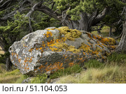 Orange and yellow lichen growing on rock in a juniper forest. Стоковое AI-изображение, AI-художник Иван Рябоконь / Фотобанк Лори