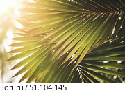 Tropical palm leaves gently swaying in the warm sunlight. Стоковое AI-изображение, AI-художник Иван Рябоконь / Фотобанк Лори
