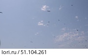 Стая птиц летит над автомобильной дорогой . A flock of birds flies over the highway. Стоковое видео, видеограф Краснова Ирина / Фотобанк Лори